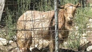 A specific challenge exhilarated Khala ...